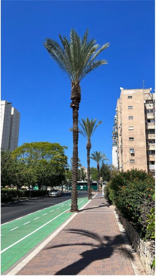 רחוב בן גוריון - עצי ענק ללא השקיה